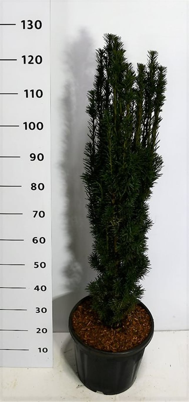 Taxus b. 'Fastigiata Robusta' - C20 80-100 CM